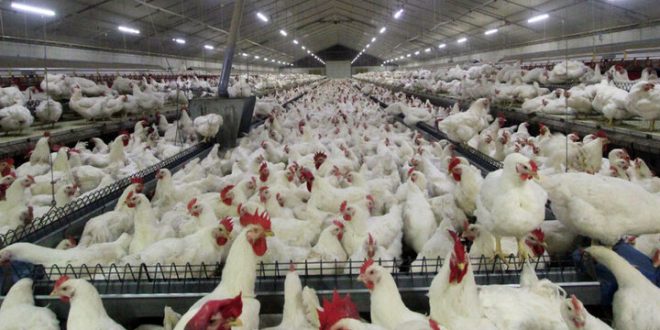 اتحادیه مرغداران تخم‌گذار بر کشتار مرغ‌ها نظارت ندارد