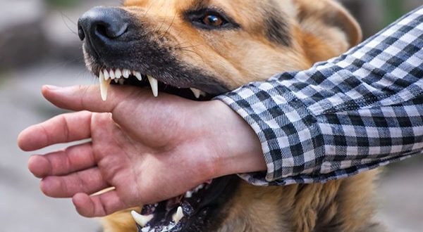 زنگ خطر افزایش موارد حیوان گزیدگی در شهرستان کنگان
