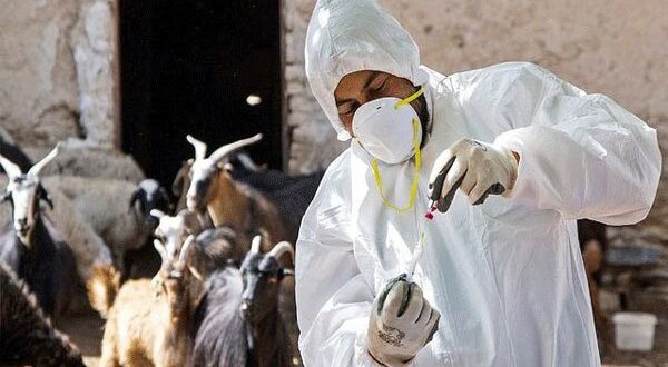 واکسیناسیون رایگان دام‌ها دو بار در سال در گلستان اجرا می‌شود