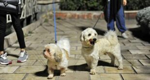 طرح «ساماندهی سگ‌گردانی» در اصفهان اجرا می‌شود