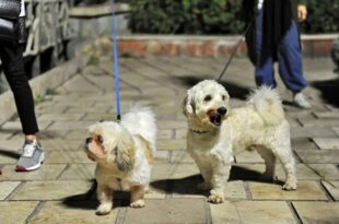 طرح «ساماندهی سگ‌گردانی» در اصفهان اجرا می‌شود