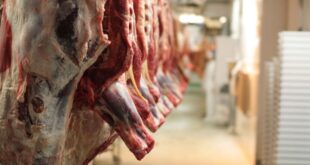 آغاز طرح تشدید نظارت‌های بهداشتی دامپزشکی ویژه شب یلدا در مریوان