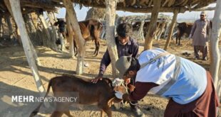 ایزانلو: بیش از ۱۵۰ هزار پایش بیماری‌های دامی در شیروان انجام شد
