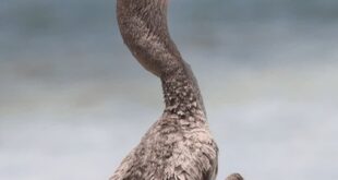 «باکلان» پس از درمان به دره انجیر بازگشت