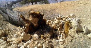 برخورد قاطع قضایی با قطع‌کنندگان غیرمجاز درختان در بندپی بابل