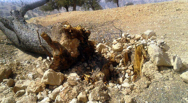 برخورد قاطع قضایی با قطع‌کنندگان غیرمجاز درختان در بندپی بابل