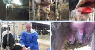 تب برفکی به دامداران اصفهان خسارت زد؛لزوم مرزبندی بهداشتی برای دامداری