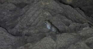 تصاویری زیبا از پلنگ ایرانی ماده با سه توله