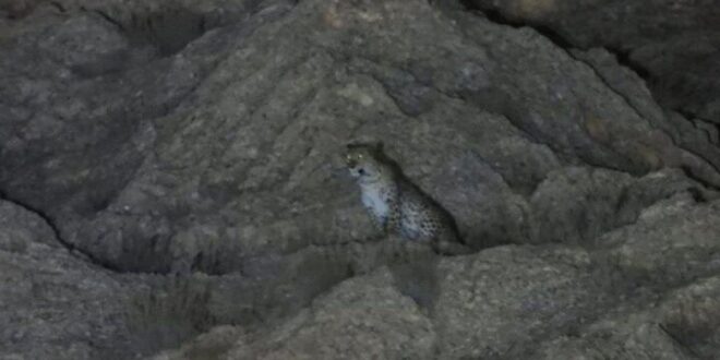 تصاویری زیبا از پلنگ ایرانی ماده با سه توله