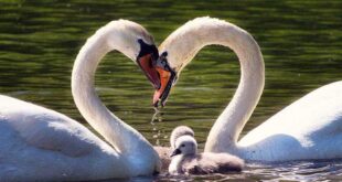 حفظ هویت فردی و تعادل بین «من» و «ما» در ازدواج