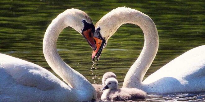 حفظ هویت فردی و تعادل بین «من» و «ما» در ازدواج