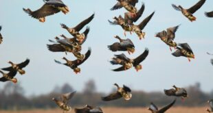 خطر شیوع آنفلوآنزای فوق‌حاد پرندگان در هرمزگان