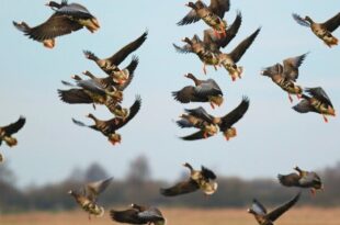 خطر شیوع آنفلوآنزای فوق‌حاد پرندگان در هرمزگان