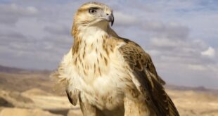 رهاسازی سارگپه درمان‌ شده در دره‌ هایقر فیروزآباد