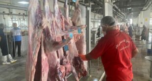 زنجیره سرد گوشت تا دورترین شهرستان‌های استان بوشهر