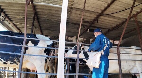 سرگزی: ۴۷ هزار رأس دام سنگین علیه لمپی‌اسکین واکسینه شدند