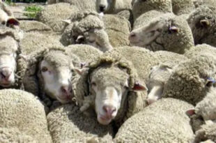 سیاه‌زخم (شاربن): قاتل خاموش گوسفندان