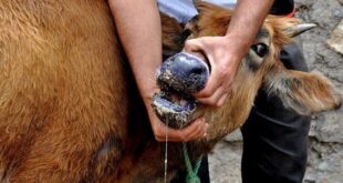 مدیرکل دامپزشکی کرمان: اولین مورد تب برفکی در استان کرمان مشاهده شد