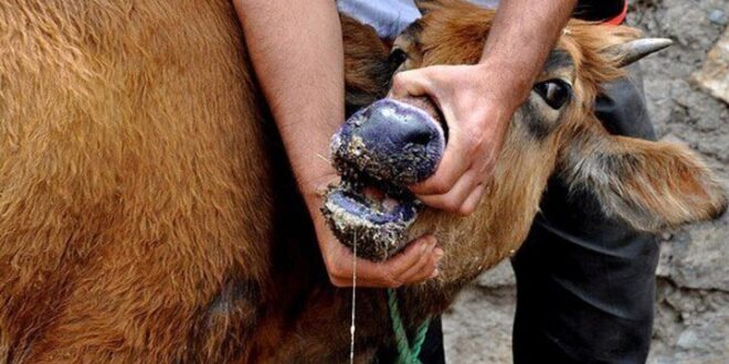 مدیرکل دامپزشکی کرمان: اولین مورد تب برفکی در استان کرمان مشاهده شد