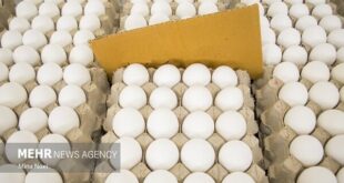 معضل کمبود نهاده دامی همچنان پابرجاست