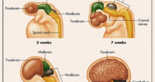 معمای شروع زایمان؛ آیا مغز جنین فرمان تولد را صادر می‌کند؟