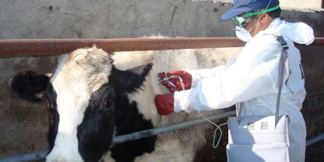 پایش دام‌ها سپر امنیت غذایی خوزستان است