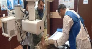 کرکس زخمی در باشت نجات یافت؛تلاش برای پایان درمان و بازگشت به طبیعت