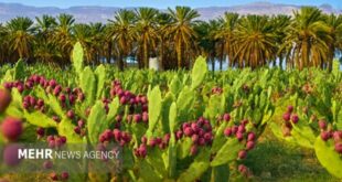 کشت مورینگا و اوپن‌تیا در زرآباد؛ الگوی نوین کشاورزی کم‌آب