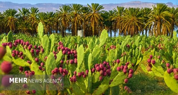 کشت مورینگا و اوپن‌تیا در زرآباد؛ الگوی نوین کشاورزی کم‌آب