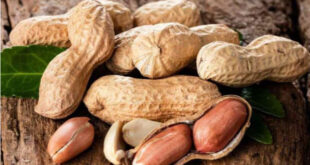 بادام زمینی‌تان بوی کهنگی می‌دهد؟ این ترفندها معجزه می‌کنند!