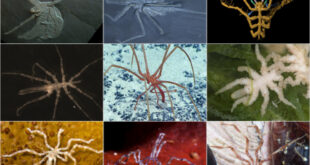 عنکبوت دریایی: موجود عجیبی که بدنش در پاهایش است!