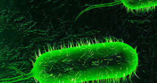 آخرین وضعیت بیماری وبا در ایران، منطقه و جهان اعلام شد