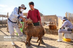 آغاز واکسیناسیون رایگان دام‌ های شهرستان بم علیه بیماری تب برفکی