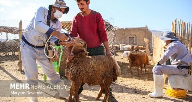 آغاز واکسیناسیون رایگان دام‌ های شهرستان بم علیه بیماری تب برفکی