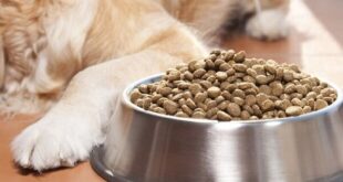 توقیف محموله غذای حیوانات خانگی در قشم