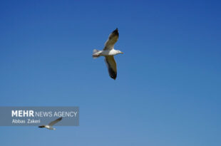 «سد بار» مهمترین کانون زمستانی پرندگان مهاجر در خراسان رضوی است