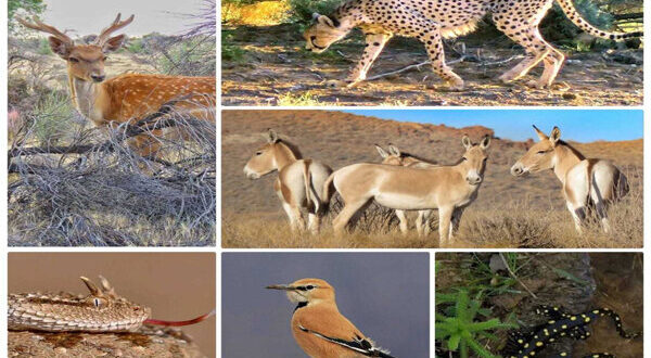 سیستم پایش بیماری‌های حیات‌وحش برای نخستین بار در تهران راه‌اندازی شد