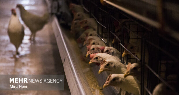صدور ۱۰۸ هزار مجوزهای پرورش مرغ گوشتی و مادر در مازندران