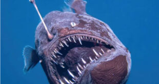 قلابچه‌ماهی: شکارچی نورانی اعماق دریا با قلاب مرگبار!