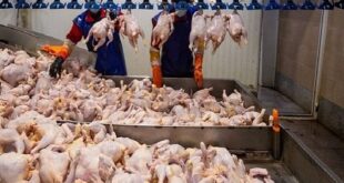 مازندران پشتیبان بازار مرغ پایتخت؛ ۹۴۰ تن محصول روانه تهران شد
