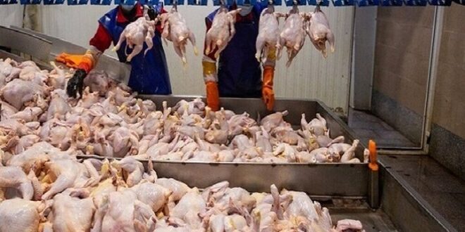 مازندران پشتیبان بازار مرغ پایتخت؛ ۹۴۰ تن محصول روانه تهران شد