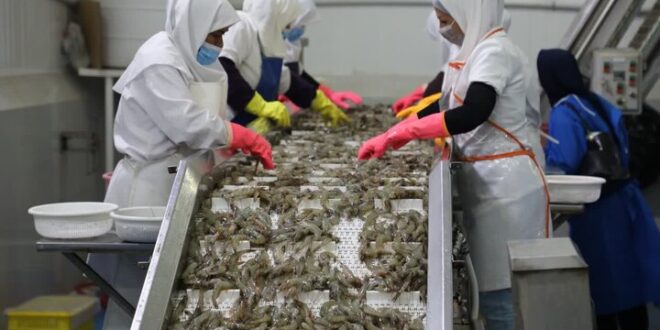 مدیرکل دامپزشکی بوشهر: صادرات آبزیان استان به اوج رسید