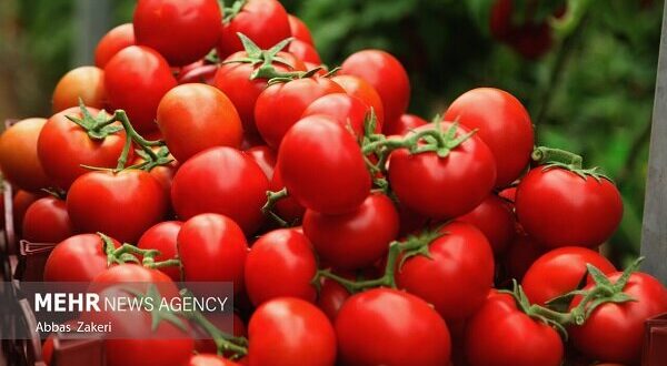 نقش گوجه فرنگی در سلامت لثه