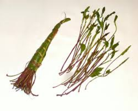 قات چیست, جویدن قات چه تاثیری دارد