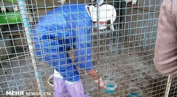 واکسیناسیون ۲۴۲ هزار قطعه طیور بومی در استان بوشهر