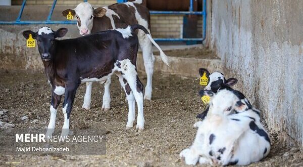 کاهش ۳۵ درصدی کانون بیماری‌های واگیر دامی و ۳۰ درصدی آبزیان در کشور