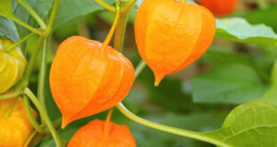 آشنایی با میوه فیسالیس و خواص فیسالیس