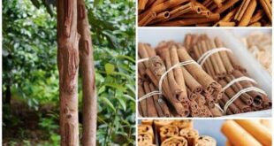 آشنایی با نحوه رشد و مراقبت از درخت دارچین