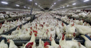 آغاز اجرای طرح ساماندهی مرغداری‌های فاقد مجوز در مازندران