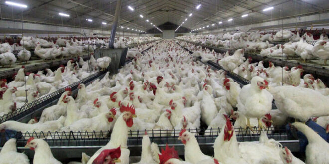 آغاز اجرای طرح ساماندهی مرغداری‌های فاقد مجوز در مازندران